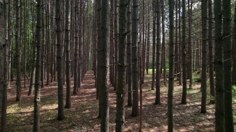 Pine Trees - Right to Left Video stock 158268795