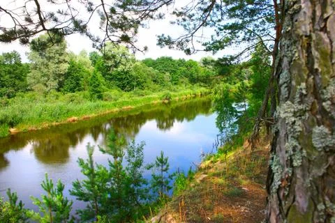 Pine trees on the river bank Stock Photos