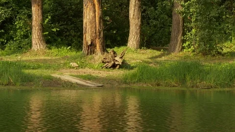 Pine Trees On The Riverbank In Summer Day Stock Footage 80269961
