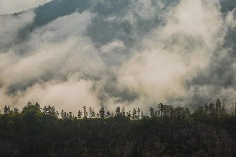 Pine trees on a rock among clouds at dawn Stock Photos