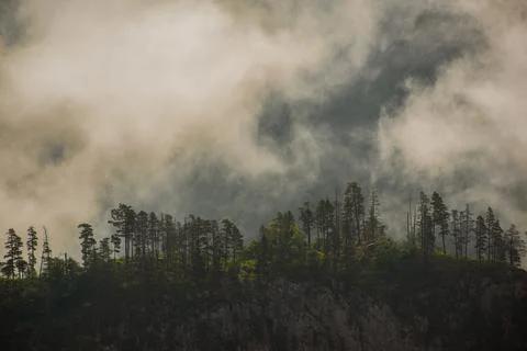Pine trees on a rock among clouds at dawn Stock Photos