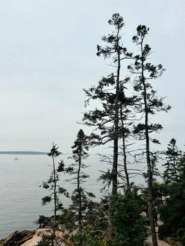 Pine trees on rocky coast overlooking sea near Bass Harbor, Maine Foto stock