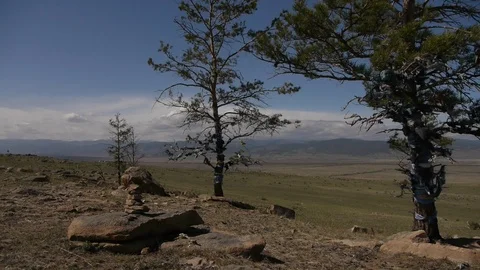 Pine trees in a sacred place Stockbeeldmateriaal 103438702