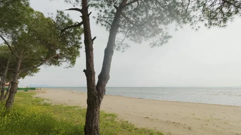 Pine Trees on Sandy Beach Coastline, Calm Sea Landscape Video Stock Footage 340173973