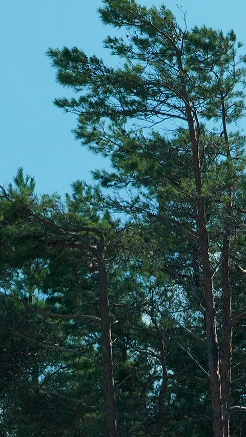 Pine Trees On Sandy Beach Dunes In Osetnik Poland Stock Footage 346080125