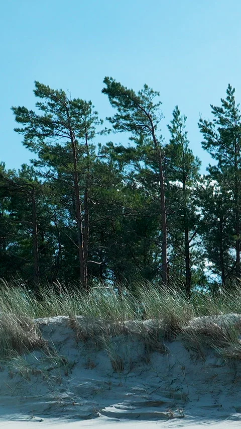 Pine Trees On Sandy Beach Dunes In Osetnik Poland Stock Footage 346083283