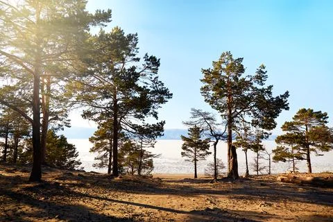 Pine trees on the sandy beach of the lake Stock Photos