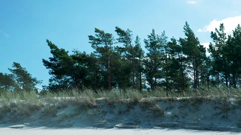Pine Trees On Sandy Dunes At Osetnik Beach In Poland Stock Footage 346476479