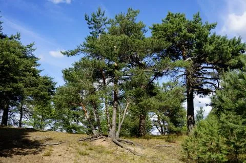 Pine trees on a sandy hill. Sunny day. Blue sky. Stock Photos
