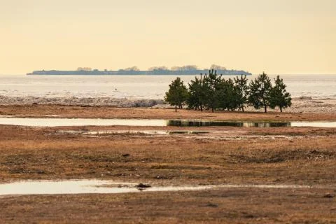 Pine trees on the sandy shore of Baltic sea Stock-Fotos