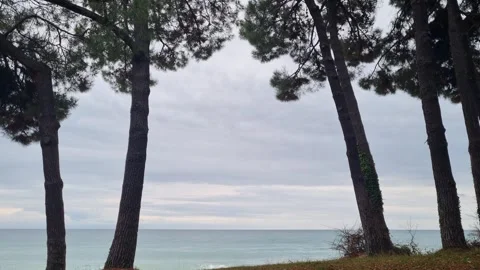 Pine trees by the sea with calm waves and cloudy sky Stock Footage 319932580