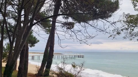 Pine trees on seashore with old pier and calm sea Stock Footage 320134193