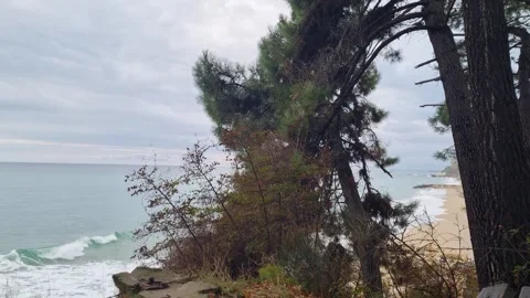 Pine trees on seaside cliff above calm sea in Varna Stock Footage 320134146