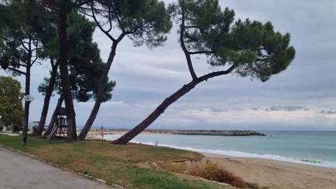Pine trees on seaside cliff overlooking calm blue sea Varna Stock Footage 320134197