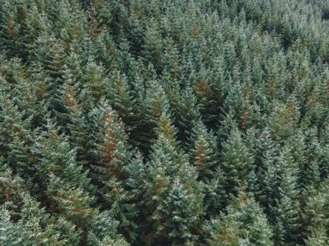 Pine Trees Seen From the Air in a Dense Forest Stock Photos