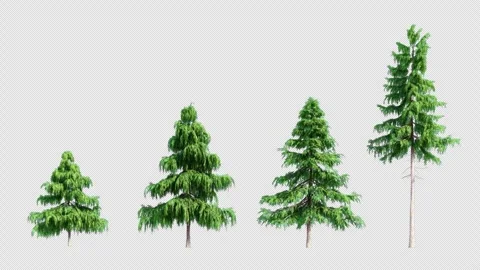 Pine Trees Set on Alpha Channel 3D Isolated Conifer Trees Blowing in Wind Stock Footage 335814928