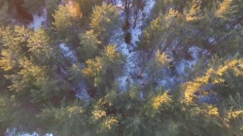 Pine trees in the setting sun 스톡 동영상 80680087