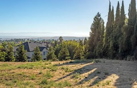Pine trees shadows at sunset Stock Photos