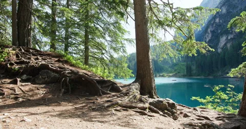 Pine trees on the shore of Lago di Braies, Dolomites Stockbeeldmateriaal 340790737