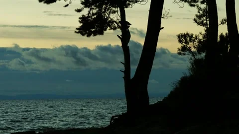 A pine trees on the shore of Lake Baikal against the dark waves. Stock Footage 293171858