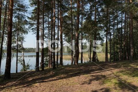 Pine trees on the shore of a mountain lake Stock Photos