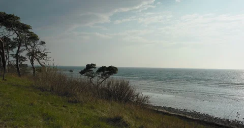Pine trees on a shore, ocean view and green grass 스톡 동영상 94226478