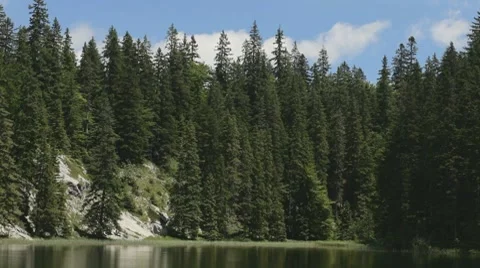 Pine trees on the shore of a small lake. Stock Footage 8561987
