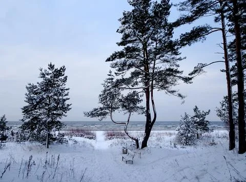 Pine trees on the shore of the winter Baltic Sea, selective focus Foto stock