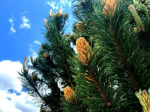 Pine trees showcase fresh cones against a vibrant blue sky filled with fluffy Stock Photos