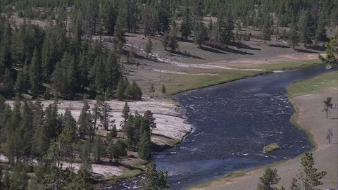 Pine Trees by Side of Madison River in Yellowstone National Park Stock Footage 86756252