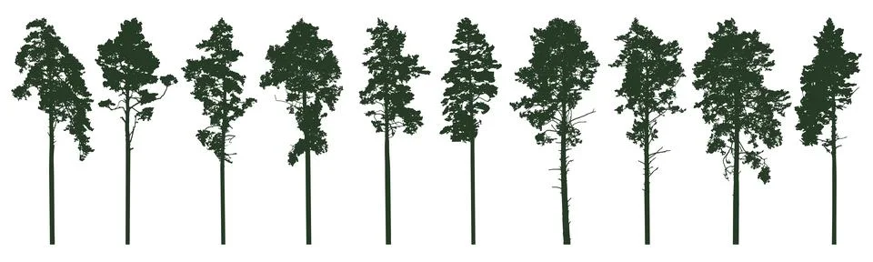 Pine trees silhouette isolated, set. Coniferous forest. Vector illustration. Stock Illustration