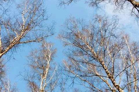 Pine trees silhouette view from below into the sky. Trees against the sky. Stock Photos