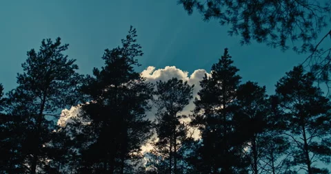 Pine Trees Silhouetted Against Bright Cumulus Clouds and Blue Sky Vídeos de archivo 340273890