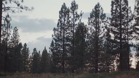 Pine trees silhouetted against an evening sky Video stock 348047203