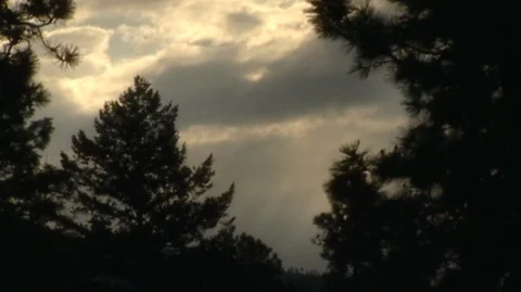 Pine Trees Silhouetted by Dark Clouds in Montana Stock Footage 93521460