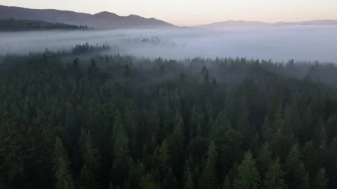Pine trees silhouettes in the heavy fog in the mountains Stock Footage 250351549
