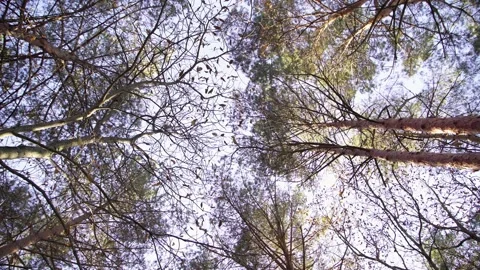 Pine trees on sky background. Autumn is the time of year. 스톡 동영상 142348755