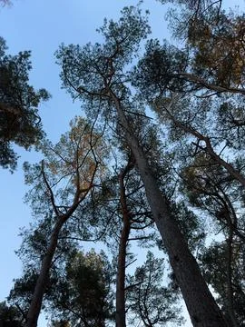 Pine trees with the sky as background Stock-Fotos