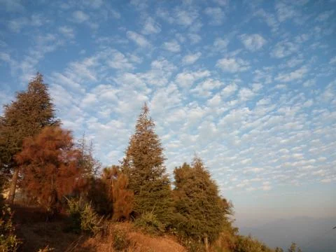 Pine trees sky with cloud from Ranichauri Tehri Garhwal, Uttarakhand Stock Photos
