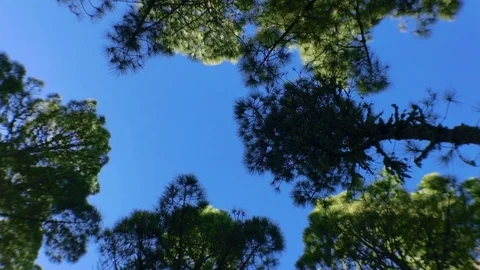 Pine trees in the sky Stock Footage 101789984