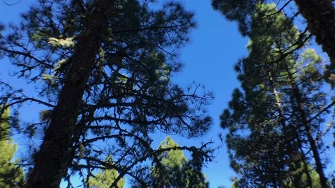 Pine trees to the sky Stock Footage 101790278
