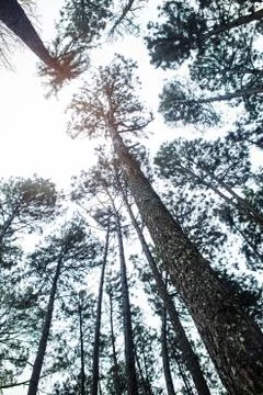 Pine trees with the sky. Stock Photos