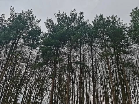 Pine trees in the sky Photos