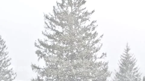 Pine trees slomo fresh snow Stock Footage 257457189