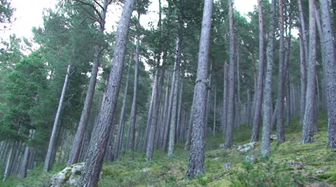 Pine trees on the slope - Andorra Stock Footage 33407236