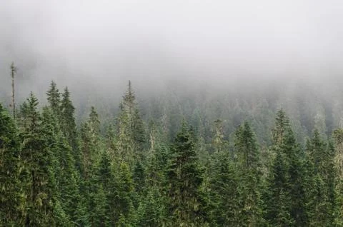 Pine trees at the slopes of mount Raineer Stock Photos