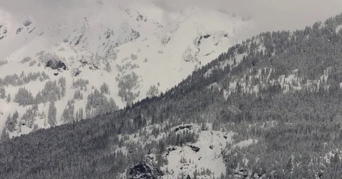Pine trees on the slopes of snow covered mountains Stock Footage 77767550