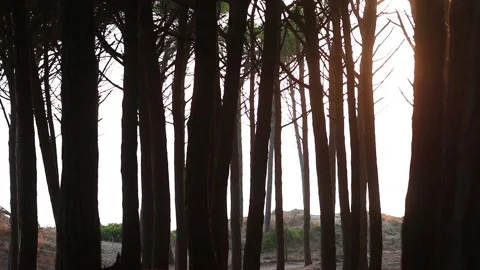 Pine trees slow motion Stock Footage 159496634