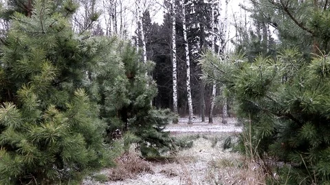 Pine trees with slow snow fell in the winter forest Stock-Footage 122070537