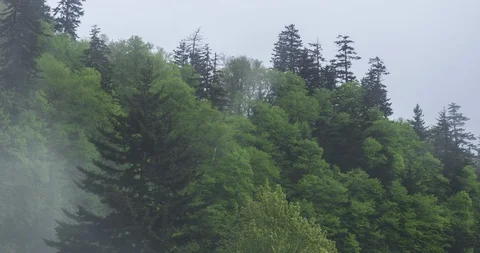 Pine Trees in Smoky Mountain 스톡 동영상 98552039